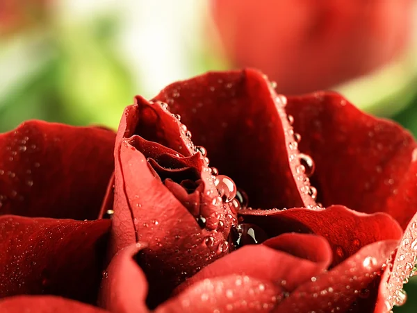 Rosa roja con gotas de rocío en los pétalos. —  Fotos de Stock