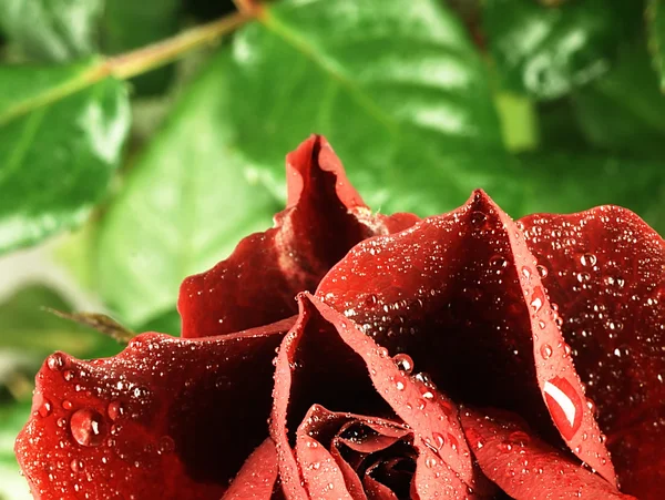 Czerwona róża z kroplami rosy na płatkach. — Zdjęcie stockowe