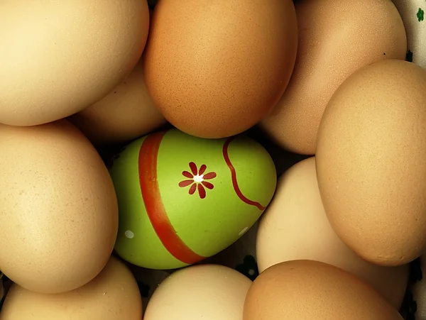 Colorful Easter eggs in the company of ordinary eggs. — Stock Photo, Image