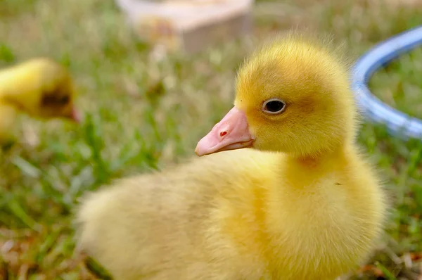 De kleine gele gans op het gras. — Stockfoto