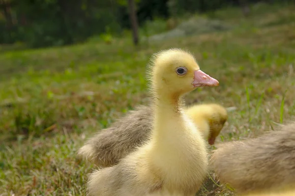 Gele gans op het gras. — Stockfoto