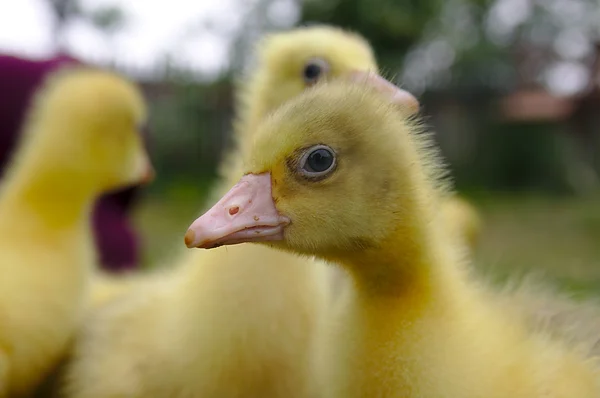 Gelbe Gans auf dem Gras. — Stockfoto