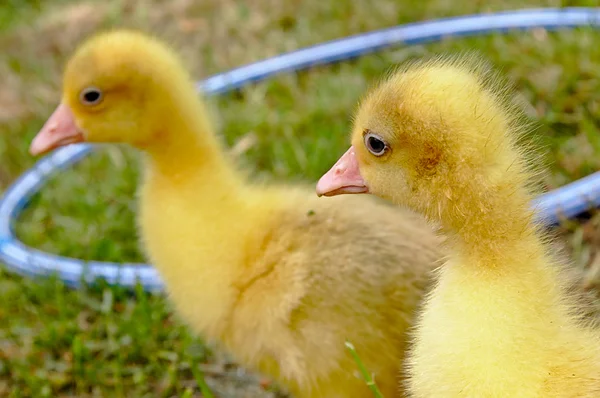 Gele gans op het gras. — Stockfoto