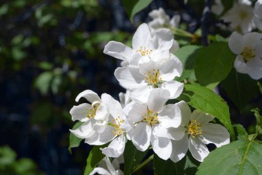 Güneş ışığı altında çiçek açan elma ağacı. Koyu arkaplandaki ağaçta ilkbahar çiçeklerinin yakın çekimi. Elma ağacı çiçeği makrosu.