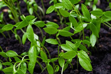 Maydanoz filizlerinin yakın çekimi. Maydanoz fideleri yetiştirme makrosu. Vejetaryen ve sağlıklı beslenme konsepti. Filizlenmiş tohumlar, mikro yeşiller.