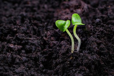 Fesleğen filizinin yakın çekimi. Fesleğen fideleri yetiştirme makrosu. Vejetaryen ve sağlıklı beslenme konsepti. Filizlenmiş tohumlar, mikro yeşiller.