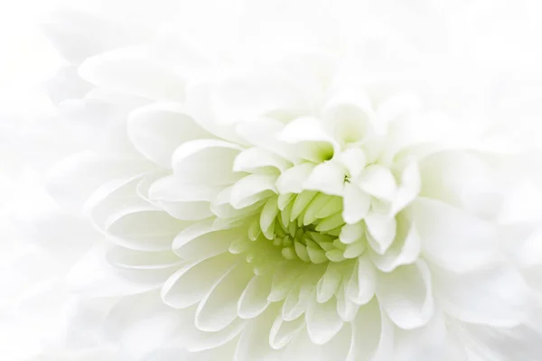Macro Fleur Chrysanthème Blanche Modèle Pour Carte Invitation Mariage Baptême — Photo