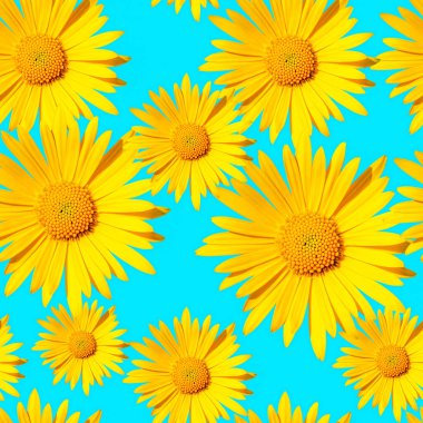 Sarı papatya çiçeği başlıklı kusursuz desen mavi arkaplanda