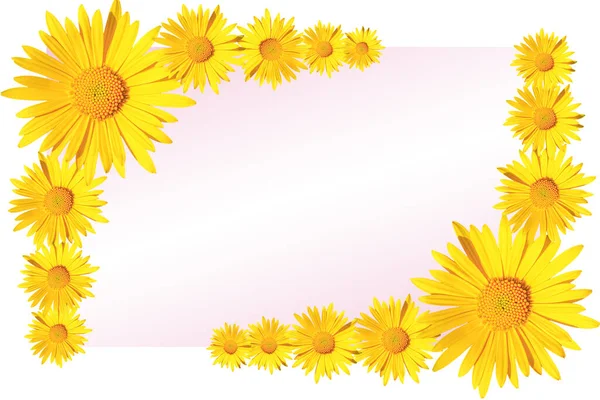Żółty Stokrotka Kwiaty Rogu Układ Różowym Białym Tle Gradientu Płaski — Zdjęcie stockowe