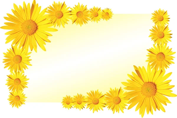 Żółty Stokrotka Kwiaty Narożnik Układ Żółtym Białym Tle Gradientu Płaski — Zdjęcie stockowe