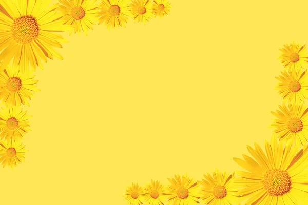 黄色の背景に黄色のデイジーの花のコーナー配置 フラットレイアウト コピースペース — ストック写真