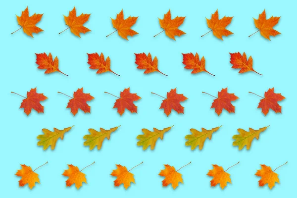 Patrón Con Otoño Hojas Rojas Naranjas Amarillas Sobre Fondo Azul — Foto de Stock