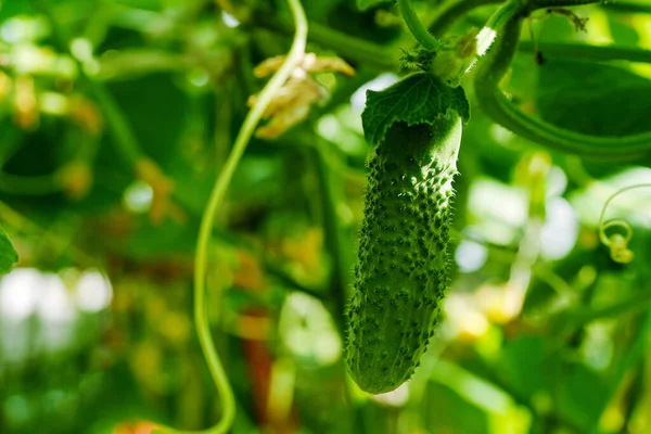 Junge Stachelige Gurke Hängt Gewächshaus Unter Sonnenlicht Der Rebe — Stockfoto