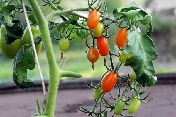 Närbild Mogna Och Gröna Små Ovala Tomater Som Växer Vinstockar — Stockfoto