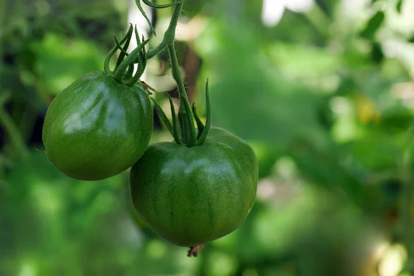 Tomates Verdes Pendurados Videira Crescendo Estufa — Fotografia de Stock