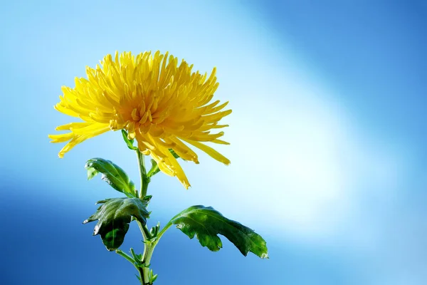 Single Yellow Chrysanthemum Flower Plant Blue Background Copy Space Studio — Stock Photo, Image