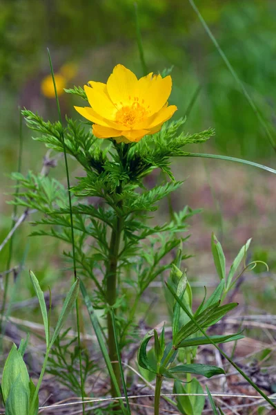 Fioritura Adonis Vernalis Pianta Che Cresce Nella Foresta Primavera — Foto Stock