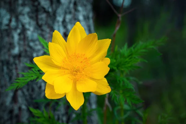 Close Adonis Vernalis Flor — Fotografia de Stock