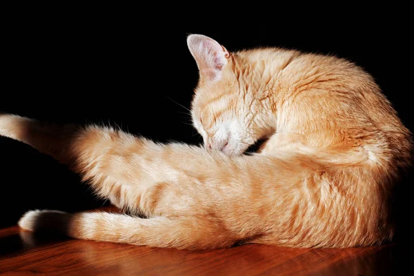 Τζίντζερ Γάτα Γλείφεται Στο Φως Του Ήλιου Στο Πάτωμα — Φωτογραφία Αρχείου