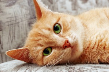 Kızıl kedi kanepede uzanıp kameraya bakıyor.