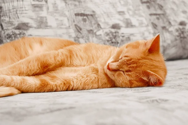 Τζίντζερ Γάτα Τεντωμένο Και Κοιμάται Στον Καναπέ — Φωτογραφία Αρχείου