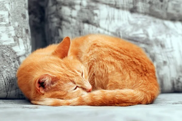 Primo Piano Del Gatto Zenzero Addormentato Arricciato — Foto Stock