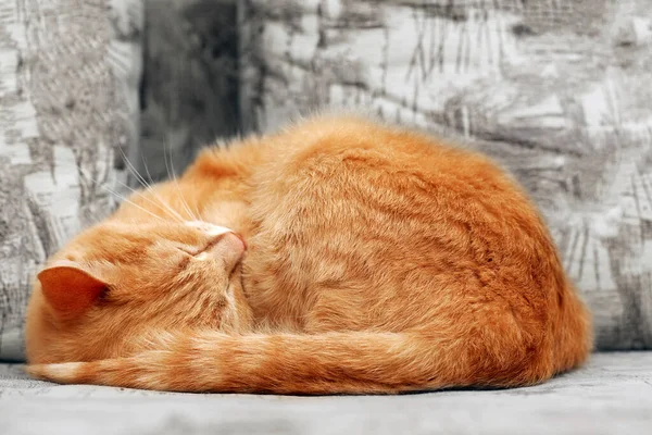 Primo Piano Del Gatto Zenzero Addormentato Rannicchiato Una Palla — Foto Stock