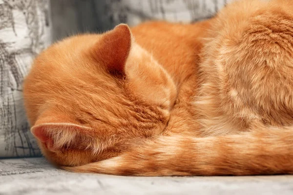 Primo Piano Gatto Zenzero Sleepng Che Copre Faccia Coda — Foto Stock