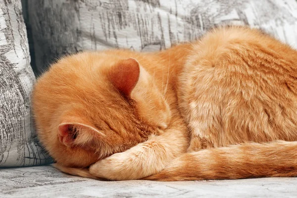 Primo Piano Gatto Zenzero Sleepng Che Copre Faccia Zampa — Foto Stock