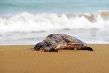 Ölü deniz kaplumbağası kıyıya vurmuş.