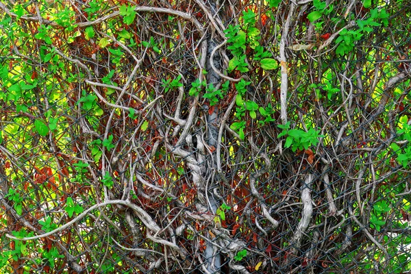 Альпинистское Растение Растущее Заборе — стоковое фото