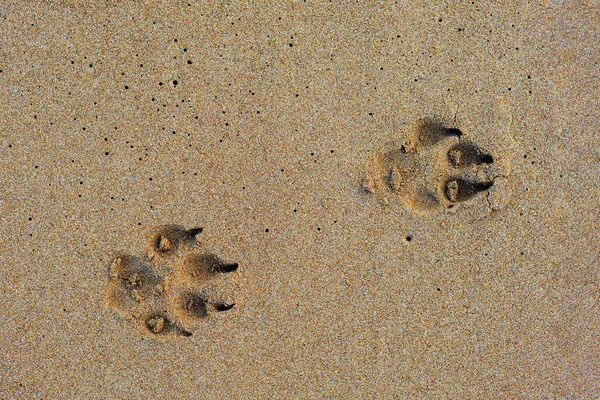 湿沙上狗脚印的顶部视图 — 图库照片