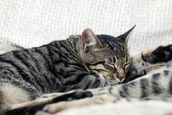 Closeup Του Γκρι Tabby Γάτα Κοιμάται Λευκά Μαξιλάρια — Φωτογραφία Αρχείου