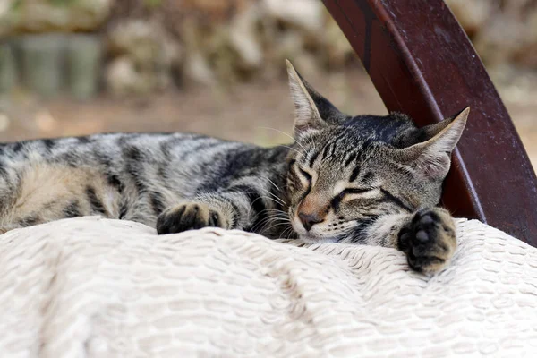 Closeup Του Γκρι Tabby Γάτα Κοιμάται Λευκά Μαξιλάρια — Φωτογραφία Αρχείου