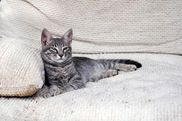 Šedá Tabby Kočka Ležící Natažená Bílých Polštářích Mžourající Kamery Kopírovací — Stock fotografie