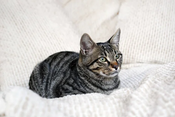 灰色的肥猫 坐在白色的枕头上 — 图库照片