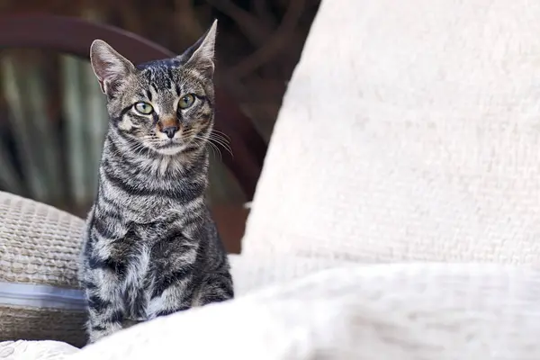 灰色的胖胖的猫 坐在白色的枕头上 看着相机 — 图库照片