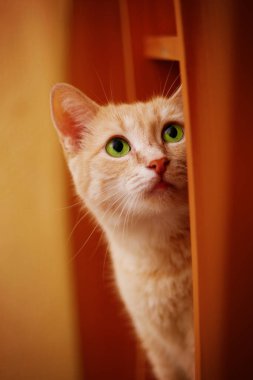 green eyeed ginger cat peeking out of corner and looking up