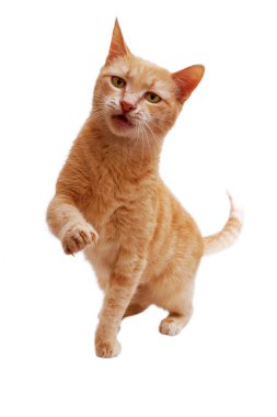 ginger cat standing with raised paw and released claws and looking at camera  isolated on white background