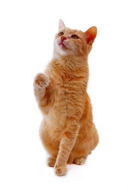 ginger cat sitting with lifted paw and looking up isolated on white background