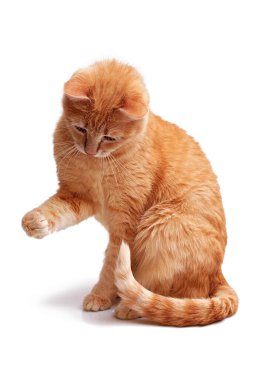 ginger cat sitting with lifted paw and looking down isolated on white background