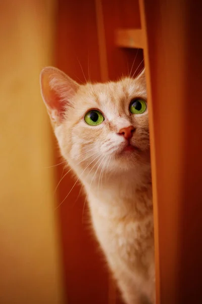green eyeed ginger cat peeking out of corner and looking up