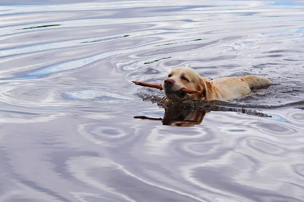 金色のラブラドール レトリバーがスティックとコピースペースで湖を泳いでいます ロイヤリティフリーのストック写真