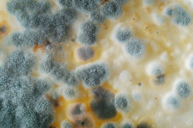 Bir sütün üzerindeki küf kalıbına yakın çekim