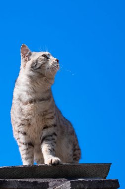 Gri tekir kedi çatıda oturuyor ve avına bakıp duruyor açık mavi gökyüzüne karşı.
