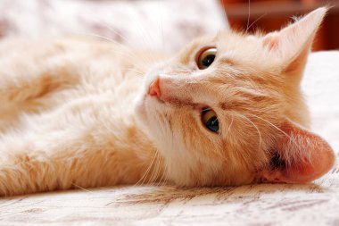 Tembel kızıl kedi kanepede yuvarlanıyor, yakın plan.