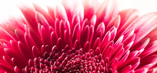 Macro Purple Gerbera Flower Suitable Header Banner — Stock Photo, Image