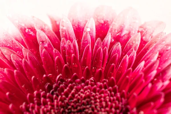 Macro Fleur Gerbera Pourpre Avec Des Gouttes Eau Dessus — Photo