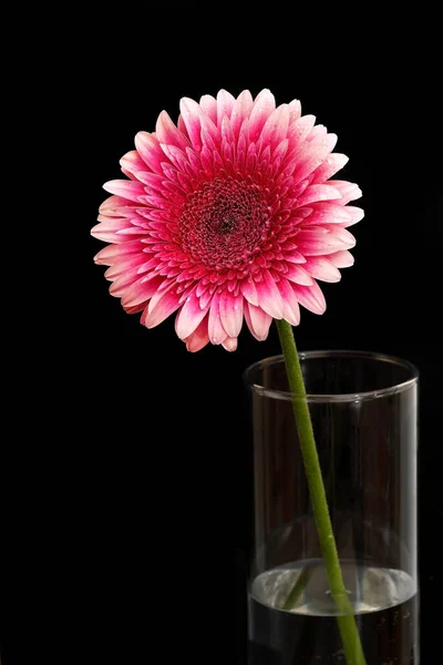Detailní Záběr Fialové Gerber Květ Skleněné Váze Proti Černému Pozadí — Stock fotografie
