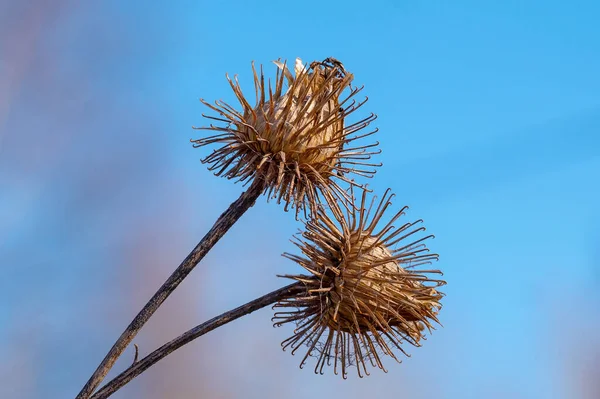 Kuru burdock çekirdeğine yakın çekim veya mavi gökyüzüne karşı burr